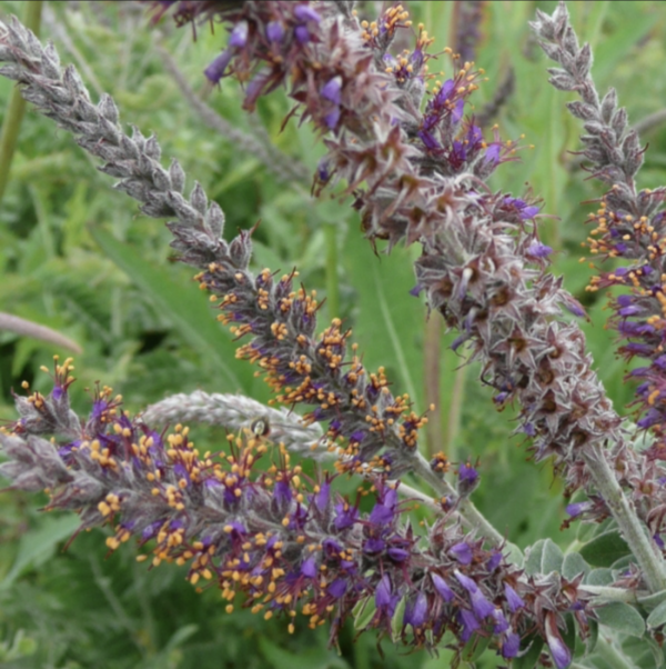 Leadplant blooming in a prairie.